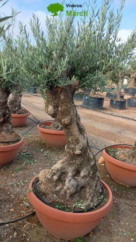 OLEA EUROPAEA-BONSAI 60/80 HT170/220 TERRINA