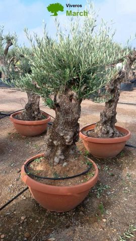 OLEA EUROPAEA-BONSAI 60/80 HT170/220 TERRINA