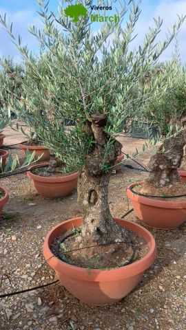 OLEA EUROPAEA-BONSAI 60/80 HT170/220 TERRINA