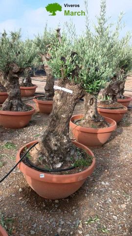 OLEA EUROPAEA-BONSAI 60/80 HT170/220 TERRINA