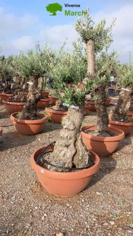 OLEA EUROPAEA-BONSAI 60/80 HT170/220 TERRINA