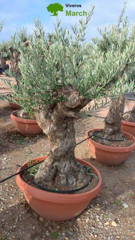 OLEA EUROPAEA-BONSAI 60/80 HT170/220 TERRINA