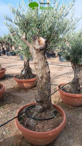OLEA EUROPAEA-BONSAI 60/80 HT170/220 TERRINA