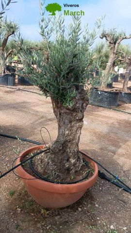 OLEA EUROPAEA-BONSAI 60/80 HT170/220 TERRINA