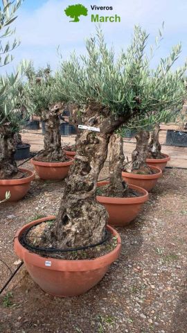 OLEA EUROPAEA-BONSAI 60/80 HT170/220 TERRINA
