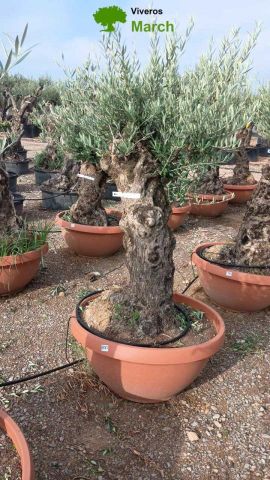 OLEA EUROPAEA-BONSAI 60/80 HT170/220 TERRINA