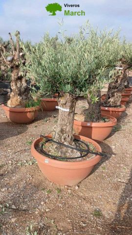 OLEA EUROPAEA-BONSAI 60/80 HT170/220 TERRINA