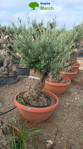 OLEA EUROPAEA-BONSAI 60/80 HT170/220 TERRINA