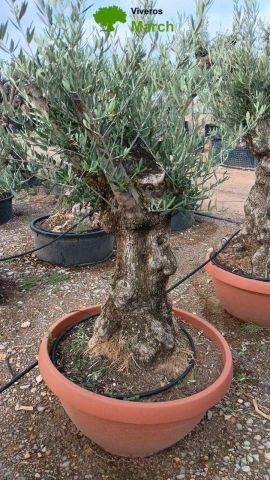 OLEA EUROPAEA-BONSAI 60/80 HT170/220 TERRINA