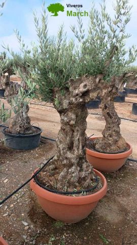OLEA EUROPAEA-BONSAI 60/80 HT170/220 TERRINA