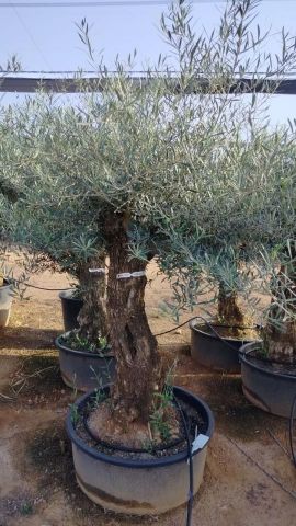 OLEA EUROPAEA-BONSAI 60/80 HT170/220 TERRINA