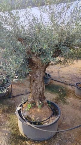 OLEA EUROPAEA-BONSAI 60/80 HT170/220 TERRINA