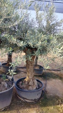 OLEA EUROPAEA-BONSAI 60/80 HT170/220 TERRINA