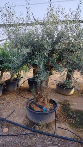 OLEA EUROPAEA-BONSAI 60/80 HT170/220 TERRINA