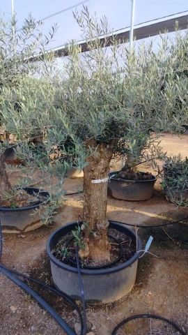 OLEA EUROPAEA-BONSAI 60/80 HT170/220 TERRINA
