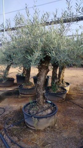 OLEA EUROPAEA-BONSAI 60/80 HT170/220 TERRINA