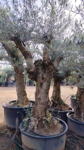 OLEA EUROPAEA-BONSAI 60/80 HT170/220 TERRINA