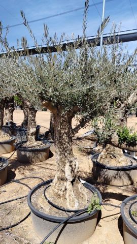 OLEA EUROPAEA-BONSAI 60/80 HT170/220 TERRINA