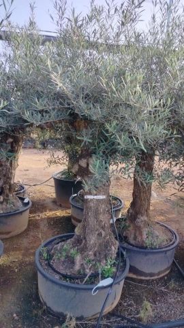 OLEA EUROPAEA-BONSAI 60/80 HT170/220 TERRINA