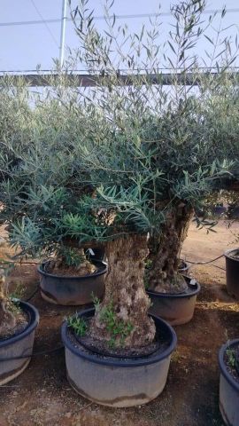 OLEA EUROPAEA-BONSAI 60/80 HT170/220 TERRINA