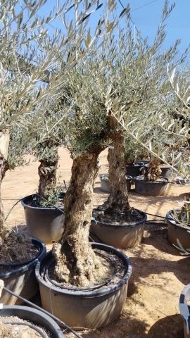 OLEA EUROPAEA-BONSAI 60/80 HT170/220 TERRINA
