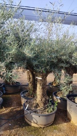 OLEA EUROPAEA-BONSAI 60/80 HT170/220 TERRINA