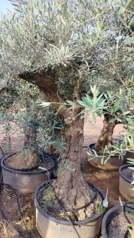 OLEA EUROPAEA-BONSAI 60/80 HT170/220 TERRINA