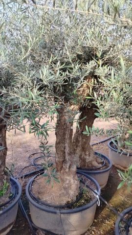 OLEA EUROPAEA-BONSAI 60/80 HT170/220 TERRINA
