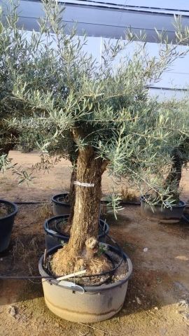 OLEA EUROPAEA-BONSAI 60/80 HT170/220 TERRINA