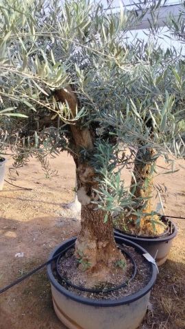 OLEA EUROPAEA-BONSAI 60/80 HT170/220 TERRINA
