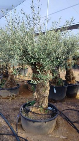 OLEA EUROPAEA-BONSAI 60/80 HT170/220 TERRINA