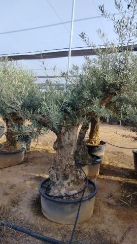 OLEA EUROPAEA-BONSAI 60/80 HT170/220 TERRINA