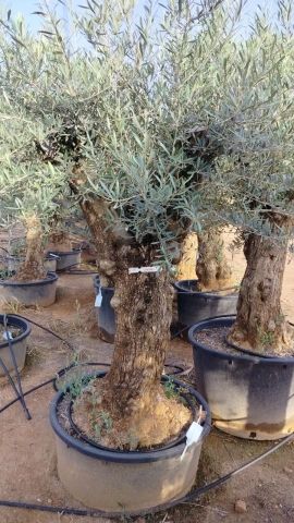OLEA EUROPAEA-BONSAI 60/80 HT170/220 TERRINA