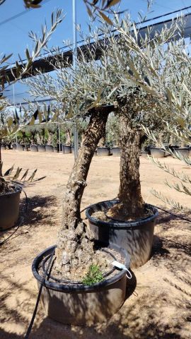 OLEA EUROPAEA-BONSAI 60/80 HT170/220 TERRINA