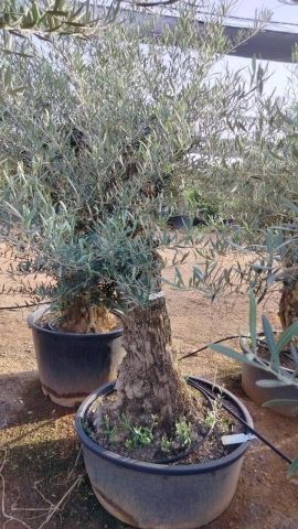OLEA EUROPAEA-BONSAI 60/80 HT170/220 TERRINA