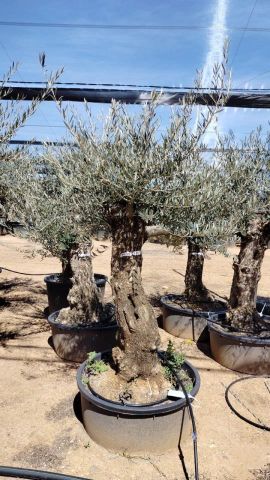 OLEA EUROPAEA-BONSAI 60/80 HT170/220 TERRINA