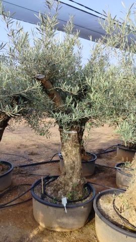 OLEA EUROPAEA-BONSAI 60/80 HT170/220 TERRINA