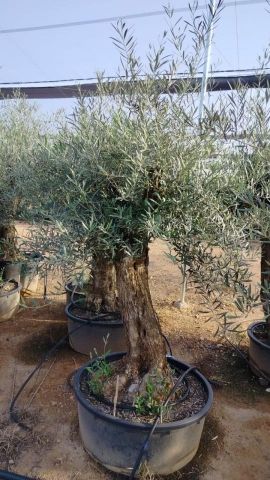 OLEA EUROPAEA-BONSAI 60/80 HT170/220 TERRINA