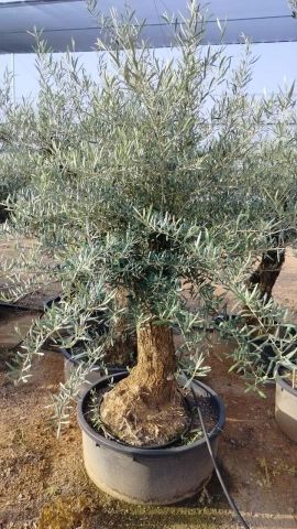 OLEA EUROPAEA-BONSAI 60/80 HT170/220 TERRINA