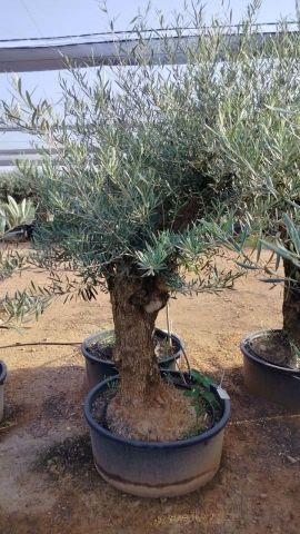 OLEA EUROPAEA-BONSAI 60/80 HT170/220 TERRINA