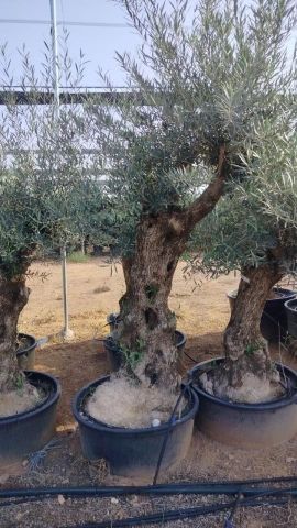 OLEA EUROPAEA-BONSAI 60/80 HT170/220 TERRINA