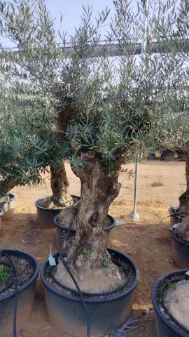 OLEA EUROPAEA-BONSAI 60/80 HT170/220 TERRINA