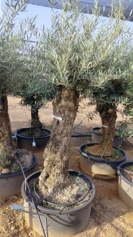 OLEA EUROPAEA-BONSAI 60/80 HT170/220 TERRINA
