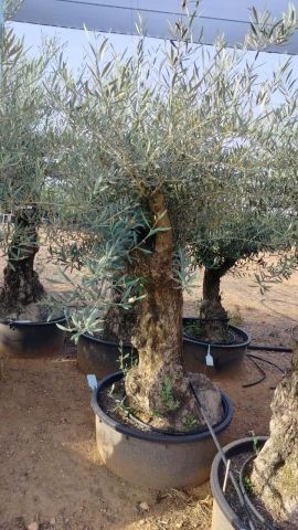 OLEA EUROPAEA-BONSAI 60/80 HT170/220 TERRINA