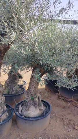 OLEA EUROPAEA-BONSAI 60/80 HT170/220 TERRINA