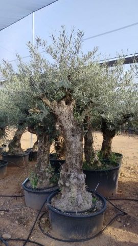 OLEA EUROPAEA-BONSAI 60/80 HT170/220 TERRINA