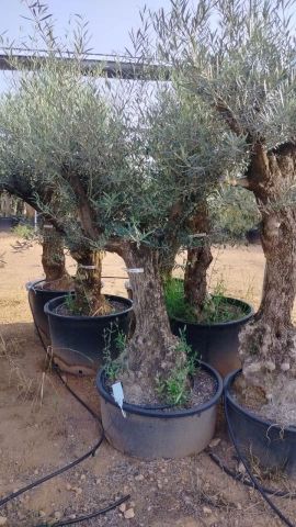 OLEA EUROPAEA-BONSAI 60/80 HT170/220 TERRINA