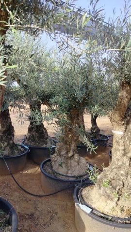 OLEA EUROPAEA-BONSAI 60/80 HT170/220 TERRINA