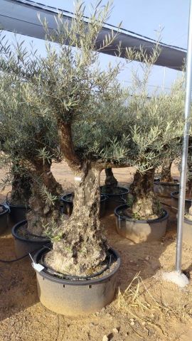OLEA EUROPAEA-BONSAI 60/80 HT170/220 TERRINA