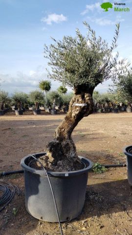 OLEA EUROPAEA BONSAI C285-450L 80/100 HT200/250